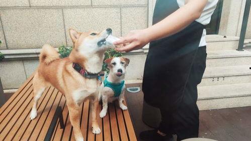头条宠物卖家秀,萌宠风采，带你领略萌宠界的魅力