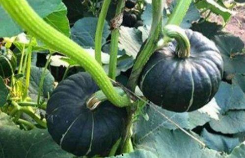 喝酒可以吃小瓜吗,解酒美食新选择