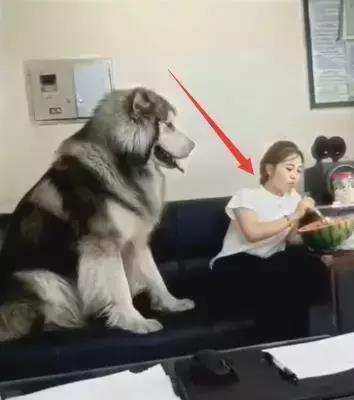 吃瓜主人和吃瓜狗哪个好,谁才是瓜界翘楚？