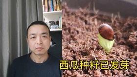 男子吃树上的小瓜,意外发现美味新食源