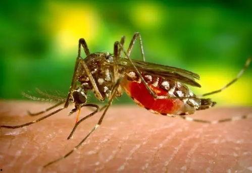 夏天蚊子抢瓜吃