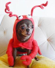 曲靖网红大舌头叫什么,方言魅力下的独特风采